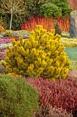 HOLME FOR GARDENS, DORSET, FEBRUARY, WINTER GARDEN, HENGE GARDEN, GOLDEN FOLIAGE, LEAVES OF PINE, PINUS MUGO CARSTENS WINTER GOLD, CONIFERS