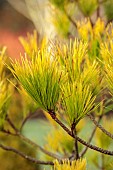 HOLME FOR GARDENS, DORSET, FEBRUARY, WINTER GARDEN, HENGE GARDEN, LEAVES, FOLIAGE OF PINE, PINUS RADIATA AUREA, EVERGREEN, CONIFERS, SHRUBS