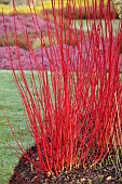 HOLME FOR GARDENS, DORSET, FEBRUARY, WINTER GARDEN, HENGE GARDEN, RED STEMS, BARK OF CORNUS ALBA SIBIRICA, SHRUBS