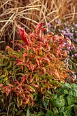 HOLME FOR GARDENS, DORSET, FEBRUARY, WINTER GARDEN, HENGE GARDEN, RED, ORANGE LEAVES OF NANDINA DOMESTICA FIREPOWER, HEAVENLY BAMBOO, PERENNIALS