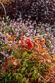 HOLME FOR GARDENS, DORSET, FEBRUARY, WINTER GARDEN, HENGE GARDEN, RED, ORANGE LEAVES OF NANDINA DOMESTICA FIREPOWER, HEAVENLY BAMBOO, PERENNIALS