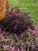 HOLME FOR GARDENS, DORSET, FEBRUARY, WINTER GARDEN, HENGE GARDEN, PITTOSPORUM TOM THUMB AND ERICA CARNEA EVA