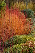HOLME FOR GARDENS, DORSET, FEBRUARY, WINTER GARDEN, HENGE GARDEN, BORDER, HEATHERS, CORNUS SANGUINEA MIDWINTER FIRE, LONICERA NITIDA BAGGESENS GOLD