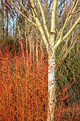 HOLME FOR GARDENS, DORSET, FEBRUARY, WINTER GARDEN, HENGE GARDEN, CORNUS SANGUINEA MIDWINTER FIRE, BETULA UTILIS JACQUEMONTII SILVER SHADOW