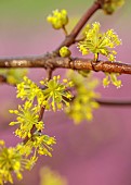 HOLME FOR GARDENS, DORSET, FEBRUARY, WINTER GARDEN, HENGE GARDEN, YELLOW FLOWERS OF CORNUS MAS, CORNELIAN CHERRY BLOSSOM, DOGWOOD, SHRUBS