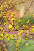 HOLME FOR GARDENS, DORSET, FEBRUARY, WINTER GARDEN, HENGE GARDEN, YELLOW FLOWERS OF CORNUS MAS, CORNELIAN CHERRY BLOSSOM, DOGWOOD, SHRUBS