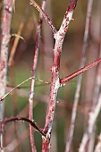 HOLME FOR GARDENS, DORSET, FEBRUARY, WINTER GARDEN, HENGE GARDEN, WHITE, RED BARK, STEMS OF RUBUS THIBETANUS, SHRUBS