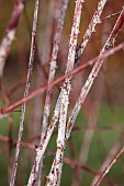 HOLME FOR GARDENS, DORSET, FEBRUARY, WINTER GARDEN, HENGE GARDEN, WHITE, RED BARK, STEMS OF RUBUS THIBETANUS, SHRUBS