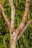 HOLME FOR GARDENS, DORSET, FEBRUARY, WINTER GARDEN, HENGE GARDEN, BARK, TRUNK OF BIRCH, BETULA ALBOSINENSIS KANSU, TREES, BIRCHES, CRYPTOMERIA JAPONICA SEKKAN-SUGI