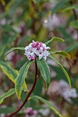 HOLME FOR GARDENS, DORSET, FEBRUARY, WINTER GARDEN, HENGE GARDEN, PINK FLOWERS, BLOOMS OF DAPHNE, DAPHNE JACQUELINE POSTILL, SHRUBS, FRAGRANT, SCENTED