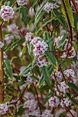 HOLME FOR GARDENS, DORSET, FEBRUARY, WINTER GARDEN, HENGE GARDEN, PINK FLOWERS, BLOOMS OF DAPHNE, DAPHNE JACQUELINE POSTILL, SHRUBS, FRAGRANT, SCENTED