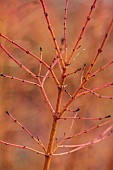 HOLME FOR GARDENS, DORSET, FEBRUARY, WINTER GARDEN, HENGE GARDEN, ORANGE BARK, STEMS OF CORNUS SANGUINEA MIDWINTER FIRE, SHRUBS