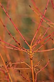 HOLME FOR GARDENS, DORSET, FEBRUARY, WINTER GARDEN, HENGE GARDEN, ORANGE BARK, STEMS OF CORNUS SANGUINEA MIDWINTER FIRE, SHRUBS