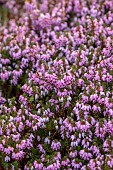 HOLME FOR GARDENS, DORSET, FEBRUARY, WINTER GARDEN, HENGE GARDEN, HEATHERS, ERICA CARNEA DECEMBER RED, EVERGREEN, SHRUBS
