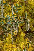 HOLME FOR GARDENS, DORSET, FEBRUARY, WINTER GARDEN, HENGE GARDEN, TASSELS, FLOWERS, BLOOMS OF GARRYA ELLIPTICA JAMES ROOF, SILK TASSLE BUSH, SHRUBS