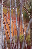 HOLME FOR GARDENS, DORSET, FEBRUARY, WINTER GARDEN, HENGE GARDEN, WHITE, RED BARK, STEMS OF RUBUS THIBETANUS, SHRUBS