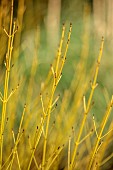 HOLME FOR GARDENS, DORSET, FEBRUARY, WINTER GARDEN, HENGE GARDEN, YELLOW, GREEN BARK, STEMS OF CORNUS SERICEA WHITE GOLD, SHRUBS