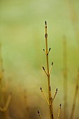 HOLME FOR GARDENS, DORSET, FEBRUARY, WINTER GARDEN, HENGE GARDEN, YELLOW, GREEN BARK, STEMS OF CORNUS SERICEA WHITE GOLD, SHRUBS