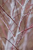 HOLME FOR GARDENS, DORSET, FEBRUARY, WINTER GARDEN, HENGE GARDEN, WHITE, RED BARK, STEMS OF RUBUS THIBETANUS SILVER FERN, SHRUBS
