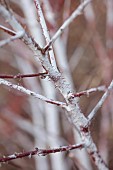 HOLME FOR GARDENS, DORSET, FEBRUARY, WINTER GARDEN, HENGE GARDEN, WHITE, RED BARK, STEMS OF RUBUS THIBETANUS SILVER FERN, SHRUBS