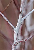 HOLME FOR GARDENS, DORSET, FEBRUARY, WINTER GARDEN, HENGE GARDEN, WHITE, RED BARK, STEMS OF RUBUS THIBETANUS SILVER FERN, SHRUBS