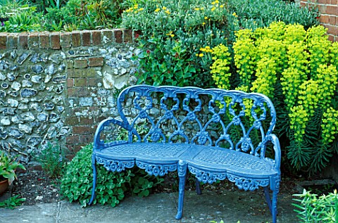 BLUE_19TH_BENCH_SURROUNDED_WITH_EUPHORBIA_WULFENII_AND_OTHONNOPSIS_CHEIRIFOLIA_LITTLE_COURT__HANTS