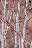 HOLME FOR GARDENS, DORSET, FEBRUARY, WINTER GARDEN, HENGE GARDEN, WHITE, RED BARK, STEMS OF RUBUS THIBETANUS SILVER FERN, SHRUBS