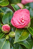 HOLME FOR GARDENS, DORSET, FEBRUARY, WINTER GARDEN, HENGE GARDEN, PINK FLOWERS OF CAMELLIA , SHRUBS