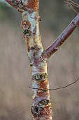 HOLME FOR GARDENS, DORSET, FEBRUARY, WINTER GARDEN, HENGE GARDEN, BARK, TRUNK OF BIRCH, BETULA PUBESCENS, TREES