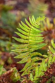 HOLME FOR GARDENS, DORSET, FEBRUARY, WINTER GARDEN, GREEN FOLIAGE, LEAVES OF DRYOPTERIS WALLICHIANA JURASSIC GOLD, FERNS, EVERGREEN