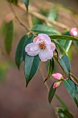 HOLME FOR GARDENS, DORSET, FEBRUARY, WINTER GARDEN, HENGE GARDEN, PALE PINK FLOWERS OF CAMELLIA WINTON, SHRUBS