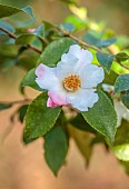 HOLME FOR GARDENS, DORSET, FEBRUARY, WINTER GARDEN, CREAM, WHITE PINK FLOWERS, BLOOMS OF CAMELLIA HYBRID YOIMACHI, SHRUBS