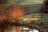 HILL FARM , SURREY, DESIGNER HELEN THOMAS: WINTER, FEBRUARY, FROST, WOODEN BENCH, CORNUS SANGUINEA MIDWINTER FIRE, SUNRISE, POND, POOL, WATER