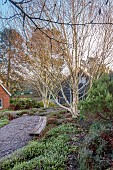 HILL FARM , SURREY, DESIGNER HELEN THOMAS: FEBRUARY, BENCH, BETULA UTILIS VAR. JACQUEMONTII, ERICA JW PORTER, ERICA GOLDEN SCARLET, ERICA SPRINGWOOD WHITE, ERICA LOHSE RUBIN