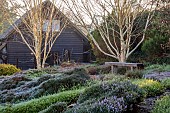 HILL FARM , SURREY, DESIGNER HELEN THOMAS: FEBRUARY, BENCH, BETULA UTILIS VAR. JACQUEMONTII, ERICA JW PORTER, ERICA GOLDEN SCARLET, ERICA SPRINGWOOD WHITE, ERICA LOHSE RUBIN