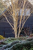 HILL FARM , SURREY, DESIGNER HELEN THOMAS: FEBRUARY, BENCH, BETULA UTILIS VAR. JACQUEMONTII, ERICA JW PORTER, ERICA GOLDEN SCARLET, ERICA SPRINGWOOD WHITE, ERICA LOHSE RUBIN