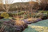 HILL FARM , SURREY, DESIGNER HELEN THOMAS: WINTER, FEBRUARY, LAWN, FROST, FROSTY, ORNAMENTAL GRASSES, HEATHERS, MOLINIA ZUNEIGUNG, ERICA J W PORTER, ERICA LOHSE RUBEN