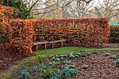 HILL FARM , SURREY, DESIGNER HELEN THOMAS: WINTER, FEBRUARY, BEECH HEDGES, HEDGING, WOODEN BENCH, SEAT, SNOWDROPS