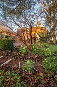 HILL FARM , SURREY, DESIGNER HELEN THOMAS: WINTER, FEBRUARY, PATHS, BIRCH LOGS, ACER GRISEUM, HELLEBORES, HELLEBORUS ARGUTIFOLIUS, BERGENIA CORDIFOLIA PURPUREA