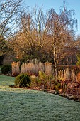 HILL FARM , SURREY, DESIGNER HELEN THOMAS: WINTER, FEBRUARY, GRASSES, MISCANTHUS SINENSIS MALEPARTUS, CALAMAGROSTIS BRACHYTRICHA, BUXUS BALLS, SEDUM MATRONA, PENNISETUM HAMELN