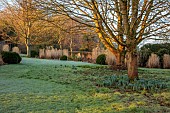 HILL FARM , SURREY, DESIGNER HELEN THOMAS: WINTER, FEBRUARY, LAWN, BORDERS, ORNAMENTAL GRASSES, MISCANTHUS SINENSIS MALEPARTUS