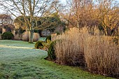 HILL FARM , SURREY, DESIGNER HELEN THOMAS: WINTER, FEBRUARY, LAWN, BORDERS, ORNAMENTAL GRASSES, MISCANTHUS SINENSIS MALEPARTUS