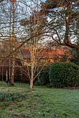 HILL FARM , SURREY, DESIGNER HELEN THOMAS: WINTER, FEBRUARY, LAWN, WOODLAND, TREES, BARK, BETULA, BIRCHES, BETULA JACQUEMONTII, ELEAGNUS EBBINGEI