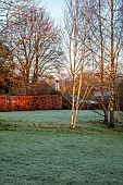 HILL FARM , SURREY, DESIGNER HELEN THOMAS: WINTER, FEBRUARY, LAWN, WOODLAND, TREES, BARK, BETULA, BIRCHES