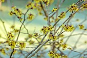 HILL FARM , SURREY, DESIGNER HELEN THOMAS: WINTER, FEBRUARY, YELLOW FLOWERS, BLOOMS OF WITCH HAZEL, HAMAMELIS X INTERMEDIA PALLIDA, TREES, SHRUBS