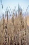 HILL FARM , SURREY, DESIGNER HELEN THOMAS: WINTER, FEBRUARY, SEED HEADS, FLOWERS, BLOOMS OF ORNAMENTAL GRASS, MISCANTHUS SINENSIS MALEPARTUS
