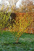 MORTON HALL GARDENS, WORCESTERSHIRE: YELLOW FLOWERS OF HAMAMELIS X INTERMEDIA PALLIDA, WITCH HAZELS, SHRUBS, FEBRUARY, SUNRISE