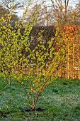 MORTON HALL GARDENS, WORCESTERSHIRE: YELLOW FLOWERS OF HAMAMELIS X INTERMEDIA PALLIDA, WITCH HAZELS, SHRUBS, FEBRUARY, SUNRISE