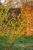 MORTON HALL GARDENS, WORCESTERSHIRE: YELLOW FLOWERS OF HAMAMELIS X INTERMEDIA PALLIDA, WITCH HAZELS, SHRUBS, FEBRUARY, SUNRISE