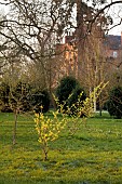 MORTON HALL GARDENS, WORCESTERSHIRE: YELLOW FLOWERS OF HAMAMELIS X INTERMEDIA PALLIDA, WITCH HAZELS, SHRUBS, FEBRUARY, SUNRISE